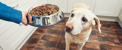 cibo per cani